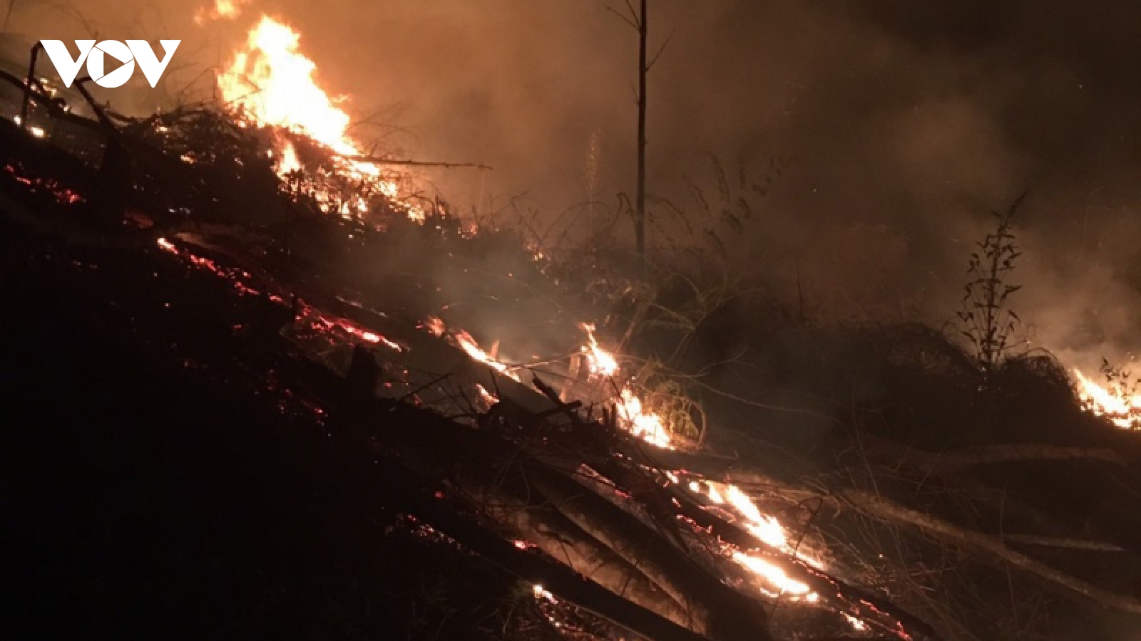 Hàng trăm người dập lửa, cứu rừng bị cháy trong đêm